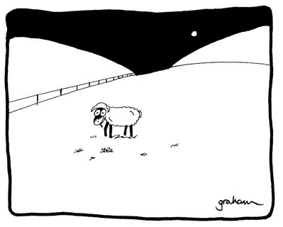 Sheep alone awake in a field at night.